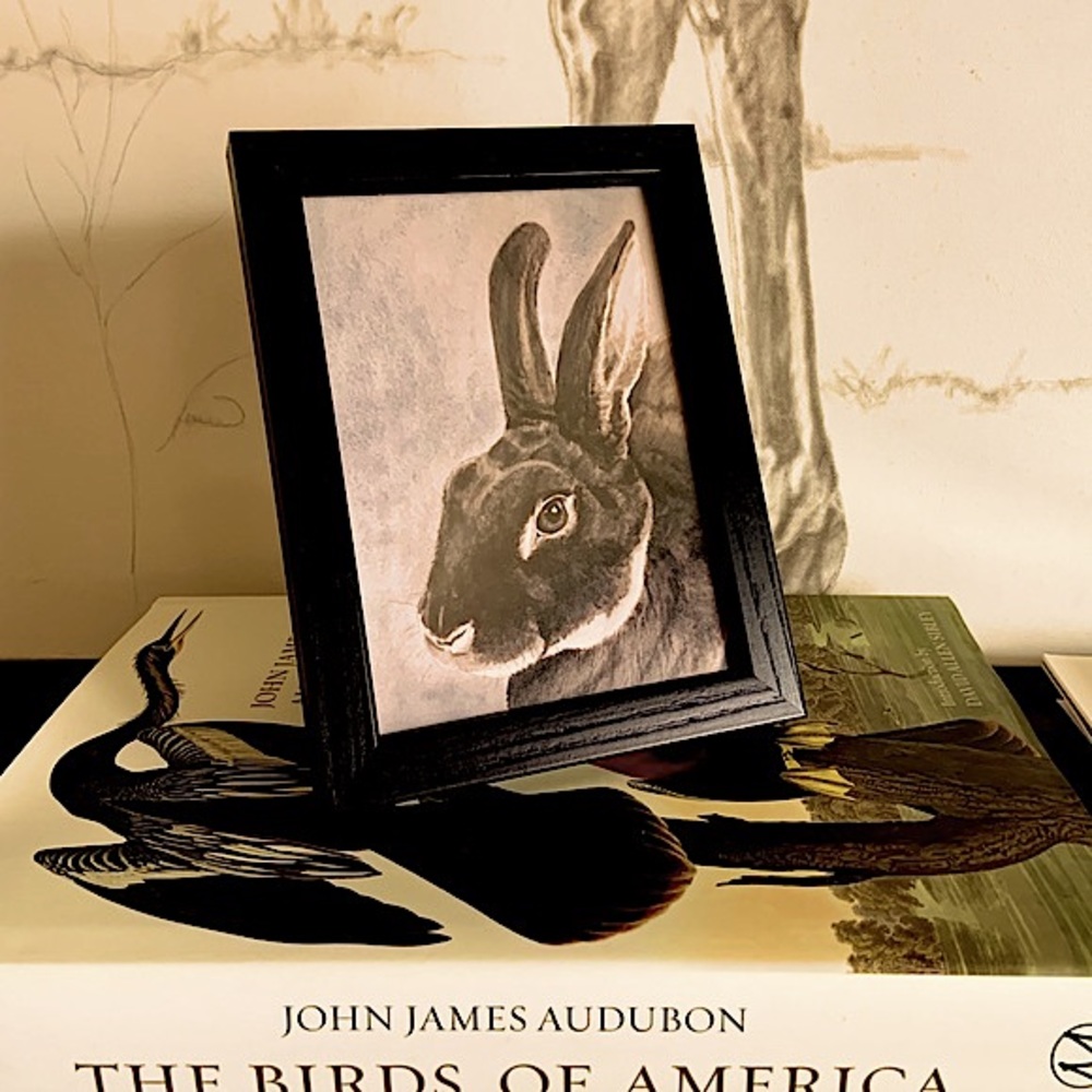 Framed Print Rex Rabbit from Original - Picture 4 of 4